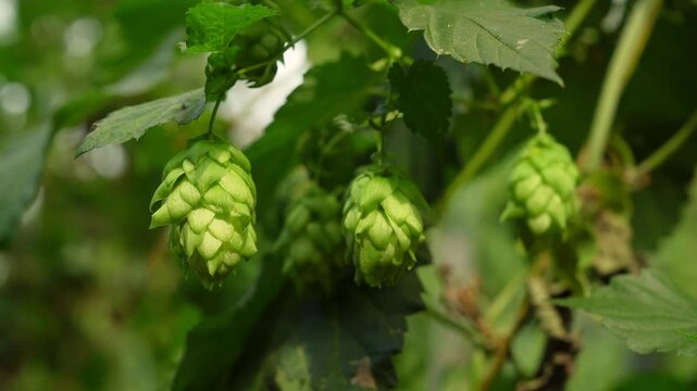 Lush Hop Bines Bearing Aromatic Cones