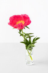Red peony in vase on table. Concept of arrival of spring.