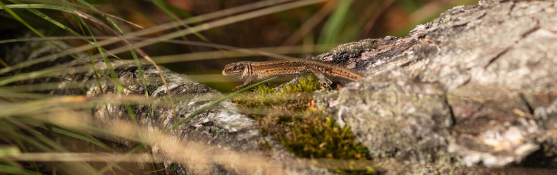 Waldeidechse, Eirechsen, Reptilien