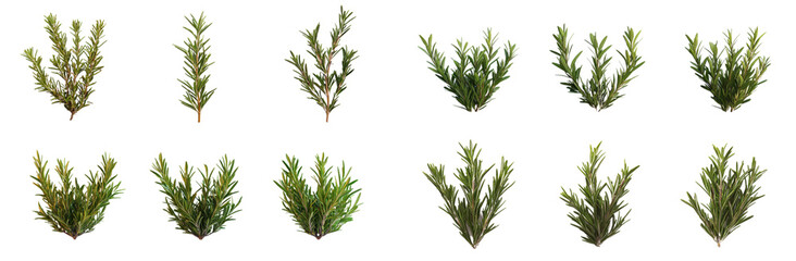 Fototapeta premium Lush green plants arranged in various positions, showcasing their vibrant foliage and natural beauty. Perfect for enhancing any garden or landscape design. 