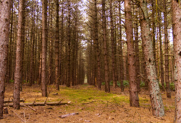 Coniferous forest in the fall, dark coniferous forest in the fall, brown trees, needleless trees, many trees in the forest, trees in a row