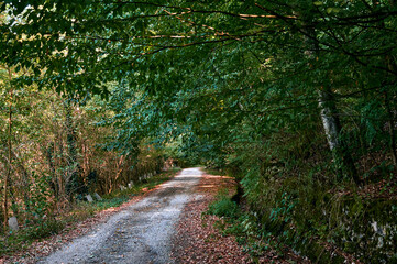 Amazing forest path in the park. Walk in the forest. Hiking in the mountains.