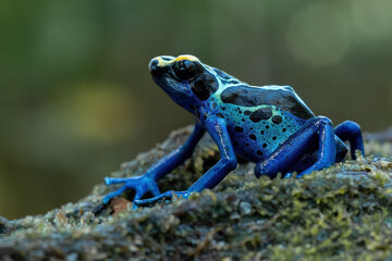 The Dendrobates tinctorius 