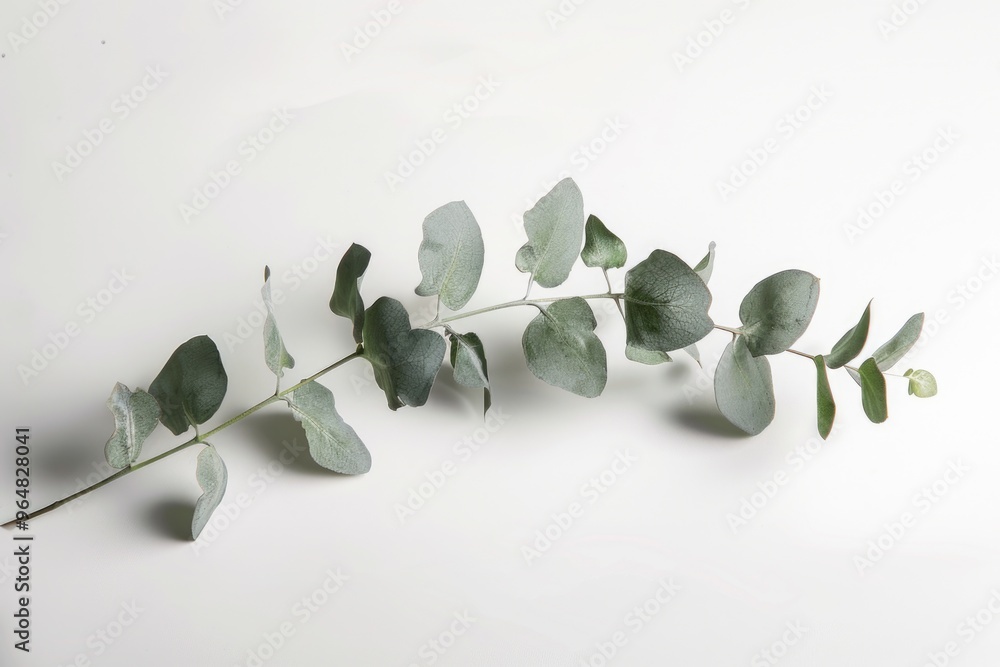 Poster close-up of a branch of eucalyptus leaves on a white background