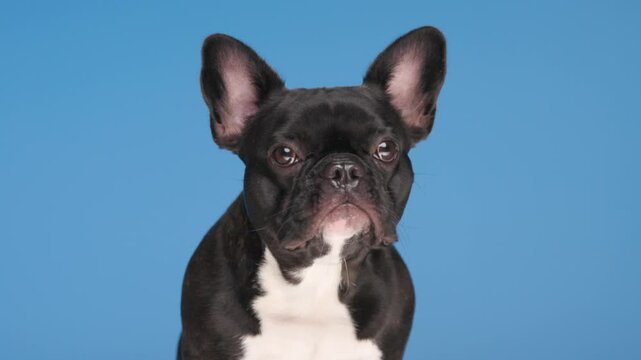 adorable little Frenchie dog looking down and side, sticking out tongue and licking nose in front of blue background