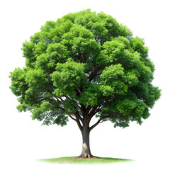 Lush green tree with broad canopy on white background