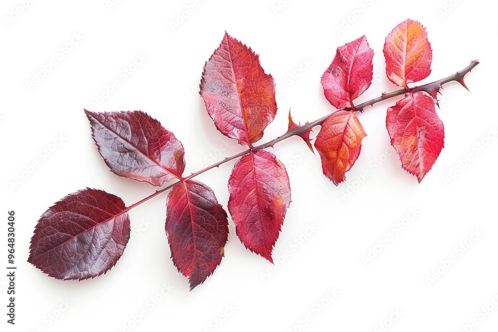 Poster a single branch with vibrant red leaves on a white background, suitable for designs and compositions