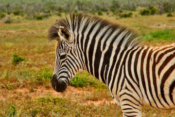 Eine Reise durch Südafrika. Auf Safari durch die afrikanische Savanne.