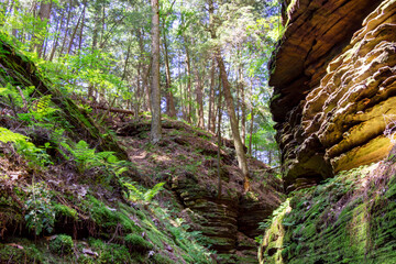 Pine trees dig their roots into the Cambrian sandstone bluffs along the Wisconsin River in the Wisconsin Dells.