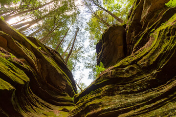 Pine trees dig their roots into the Cambrian sandstone bluffs along the Wisconsin River in the Wisconsin Dells.