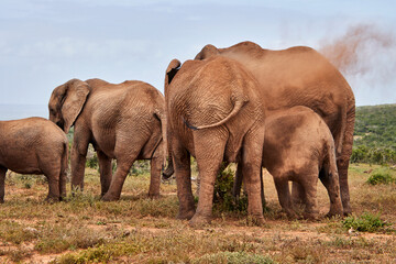 Obraz premium Eine Reise durch Südafrika. Auf Safari durch die afrikanische Savanne.