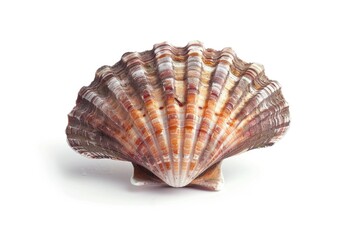 A close-up view of a shell on a white surface, suitable for use in decorative or educational settings