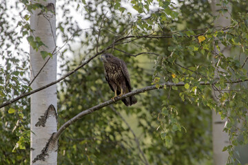 Buzzard sitting on the tree. Common buzzard (Buteo buteo).