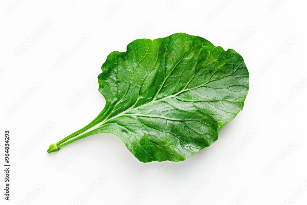 Poster a detailed view of a single leaf on a white background