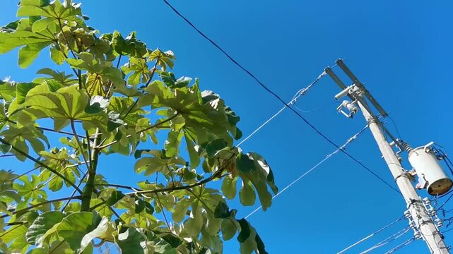 Power pole blue sky and tree Playa del Carmen Mexico.