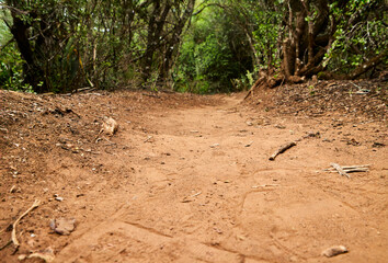Eine Reise durch Südafrika. Auf Safari durch die afrikanische Savanne.