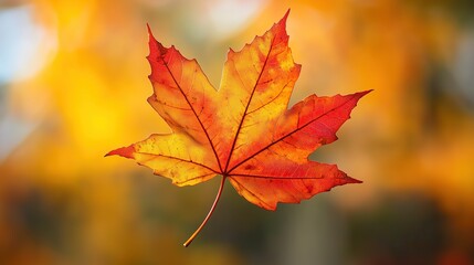 Fototapeta premium Vibrant autumn maple leaf