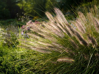 minimalistic image of fountain grass (penniletum alupecroide)