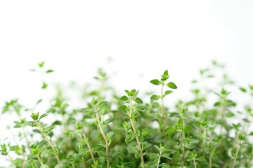Obraz premium A detailed view of small, young plants with green leaves and stems