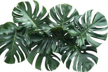 A close-up view of a plant with healthy green leaves, suitable for use in nature-inspired designs or scientific illustrations