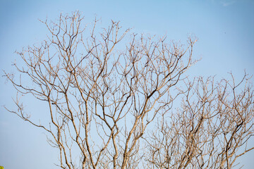 Tree texture with dry branches isolated on blue sky background