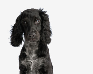 portrait of beautiful english cocker spaniel puppy looking at camera