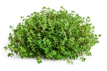 Obraz premium A bundle of fresh thyme arranged on a clean white surface