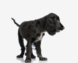 sweet little english cocker spaniel puppy standing up and looking to sid e