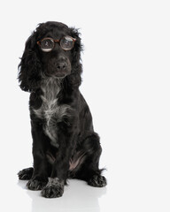 adorable cocker spaniel dog with eyeglasses sitting and looking away
