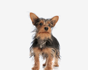 curious yorkshire terrier dog with pearls collar looking up