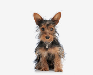 Adorable small Yorkshire terrier with pearl collar looking forward