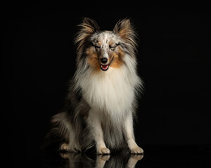 happy shetland sheepdog sticking out tongue and panting