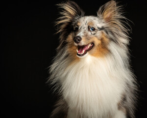 cute shetland sheepdog dog looking away and panting with tongue out