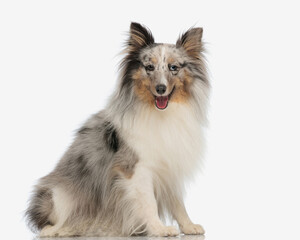 beautiful shetland sheepdog dog sticking out tongue and panting