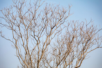 Tree texture with dry branches isolated on blue sky background