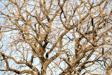 Tree texture with dry branches isolated on blue sky background