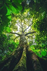 Fototapeta premium Tree in Forest