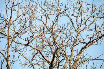 Tree texture with dry branches isolated on blue sky background