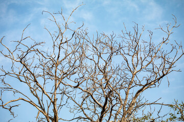 Obraz premium Tree texture with dry branches isolated on blue sky background