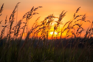 Fototapeta premium Silhouetted tall grasses sway against glowing orange sunset, peaceful meadow scene
