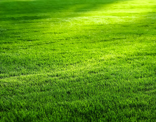 Obraz premium Green grass texture. Field of green grass, a lawn in spring. Background of color grass
