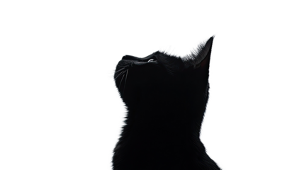 cat silhouette transparent background