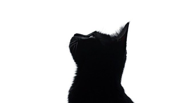 cat silhouette transparent background