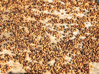 Ficus seeds texture on the ground