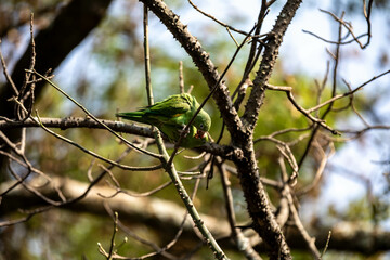 Pair of wild tropical Brazilian green parakeets