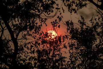 Reddish sun through tree branches. Smoke and pollution from forest fires