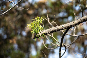 New shoots symbol of resilience, survival and renewal. Living nature