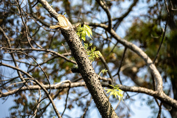 New shoots symbol of resilience, survival and renewal. Living nature