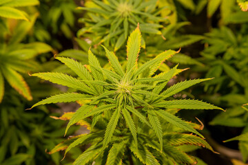 Cannabis Grow in garden Marjuana leaf flower