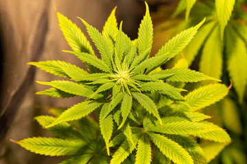 Cannabis Grow in garden Marjuana leaf flower